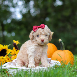 Henrietta - Available 10/29