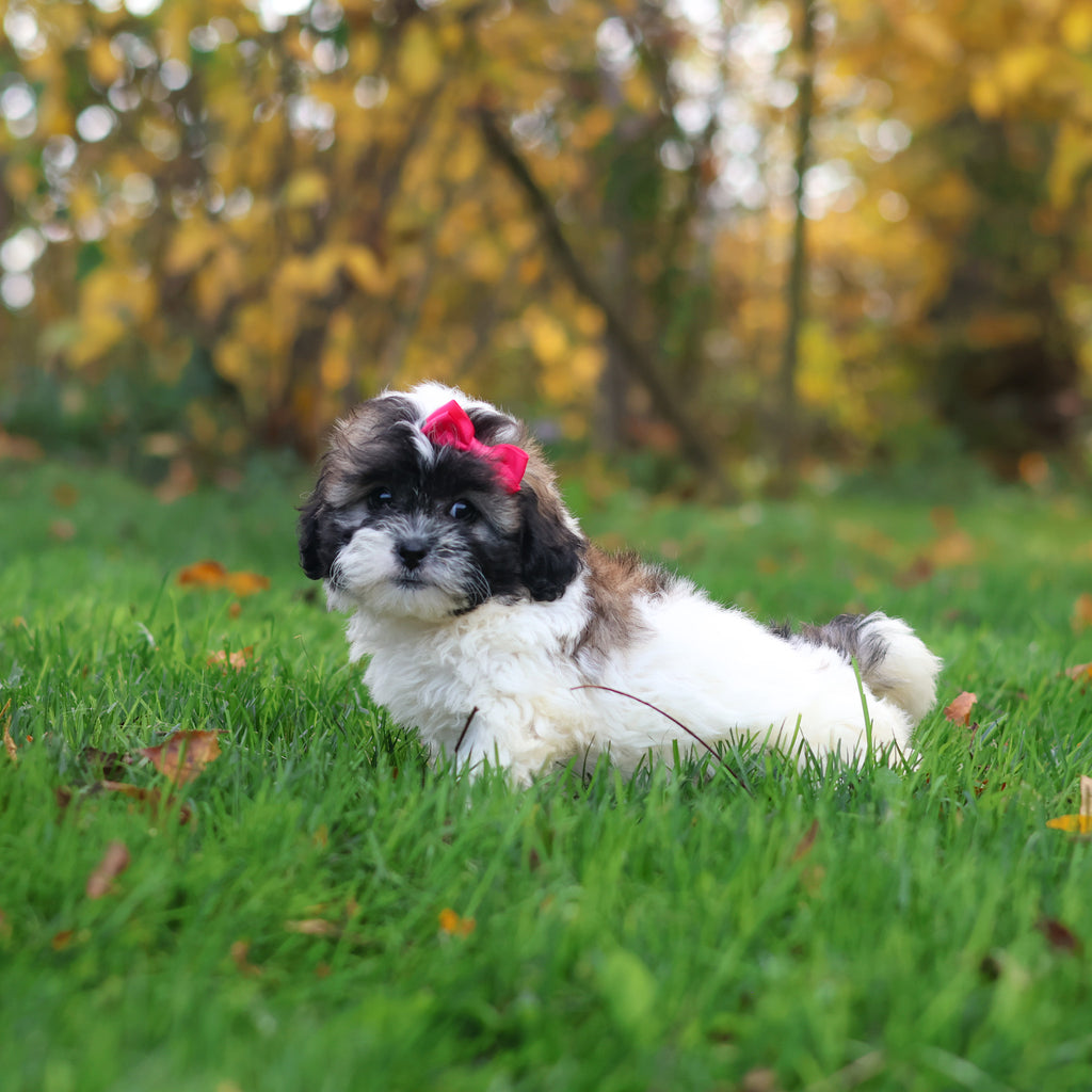 Ginny - Available 10/29