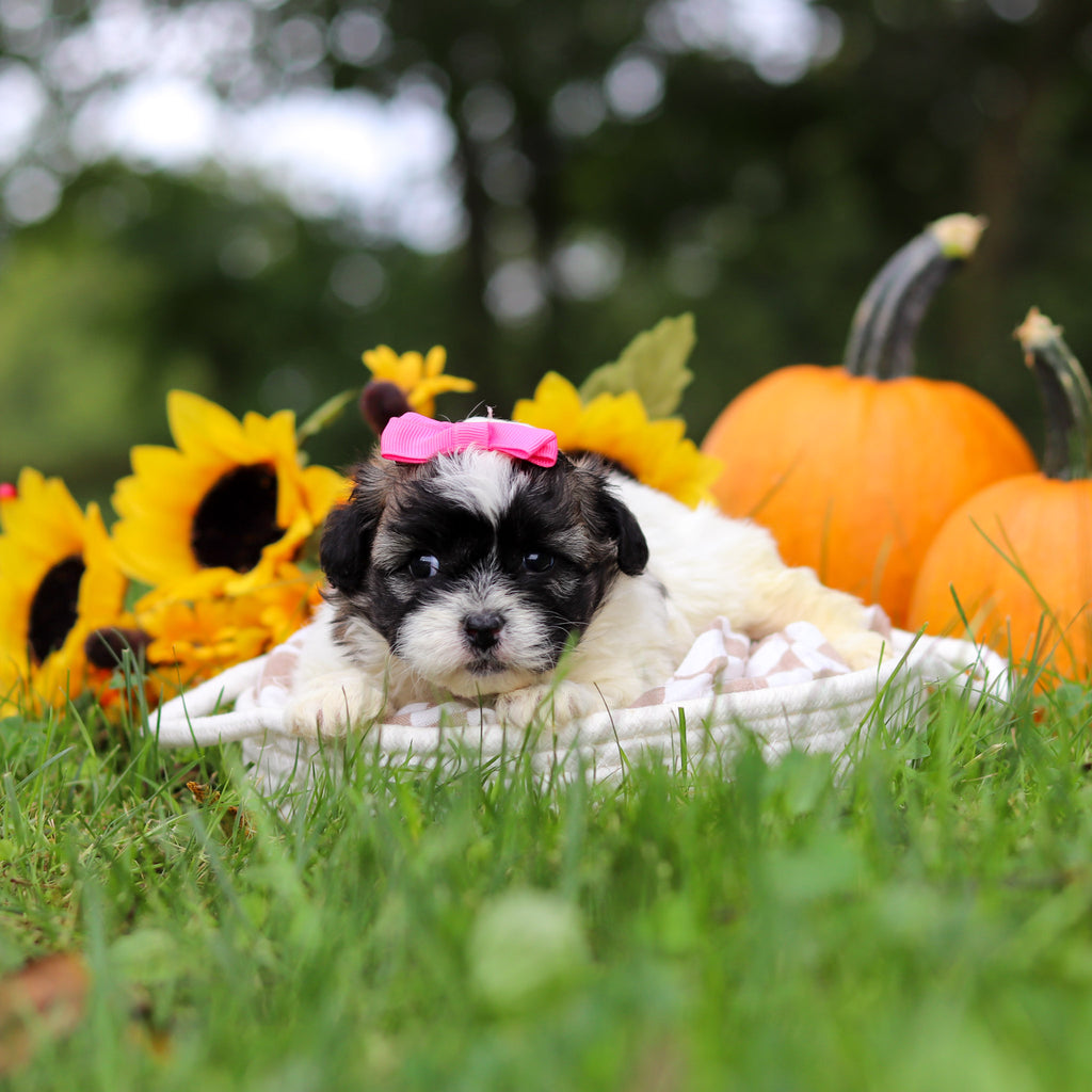 Ginny - Available 10/29