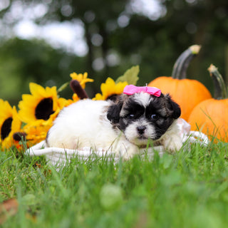 Ginny - Available 10/29