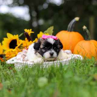 Ginny - Available 10/29