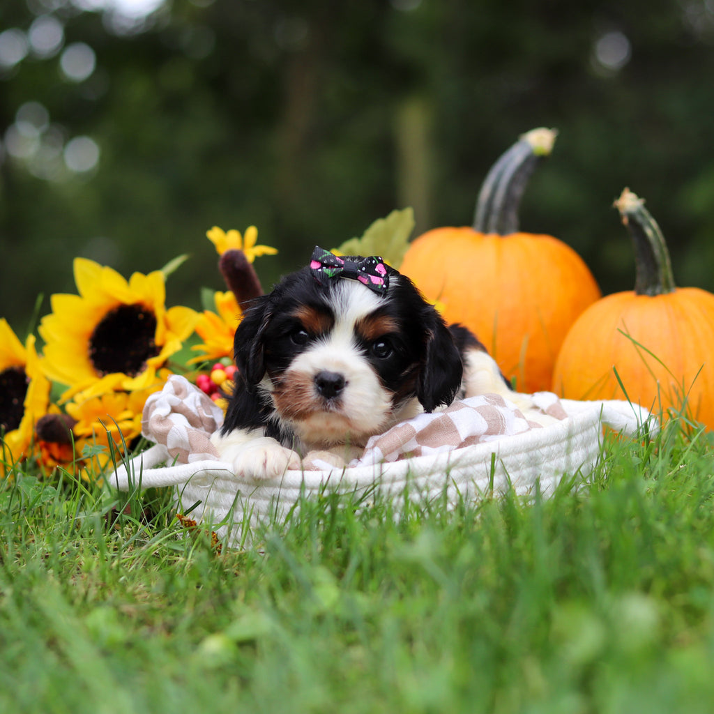 Molly - Available 10/29