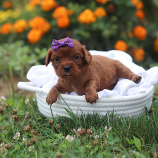 Norma - Available 9/17