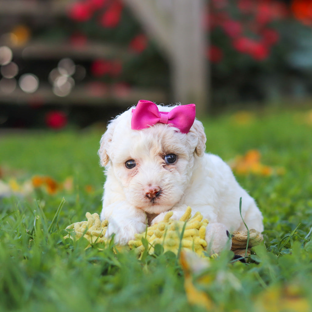 Polly - Available 11/12