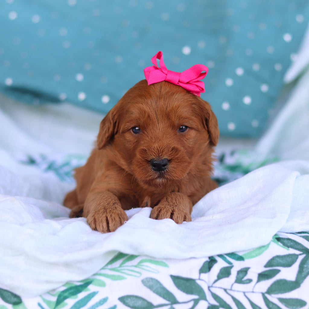 Jane - Available 5/14