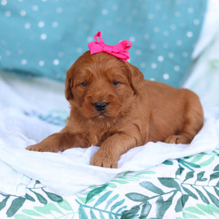 Jane - Available 5/14