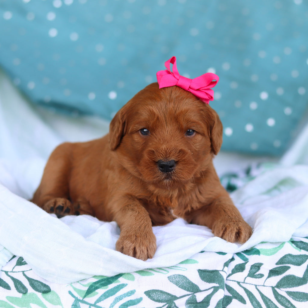 Jane - Available 5/14