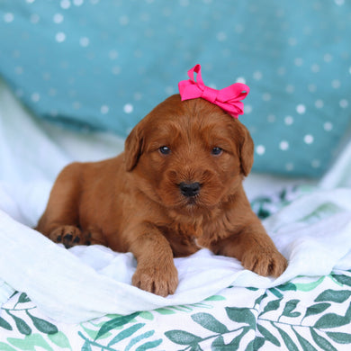 Jane - Available 5/14