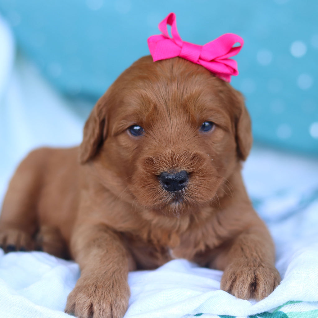 Jane - Available 5/14