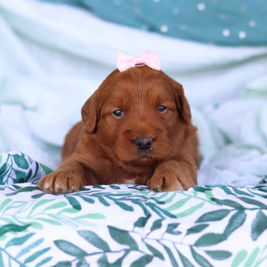 Jenny - Available 5/14