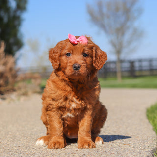 Jenny - Available 5/14
