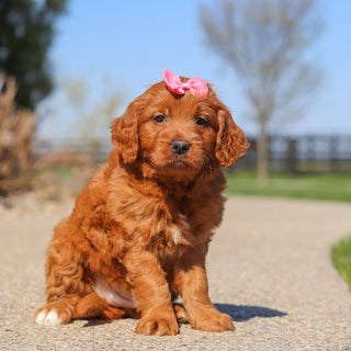 Jenny - Available 5/14