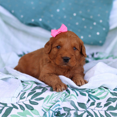 Juliet - Available 5/14