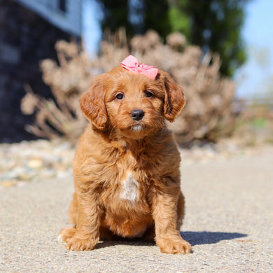 Jasmine - Available 5/14