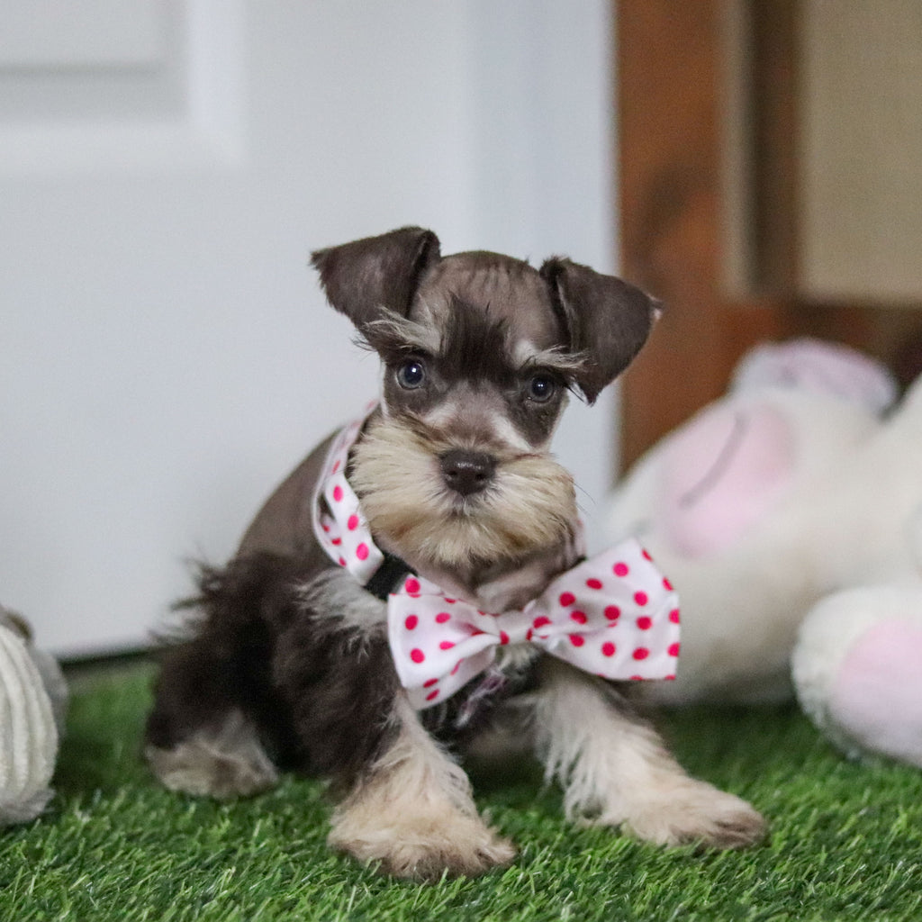 Alina - Available 10/8