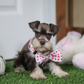 Alina - Available 10/8