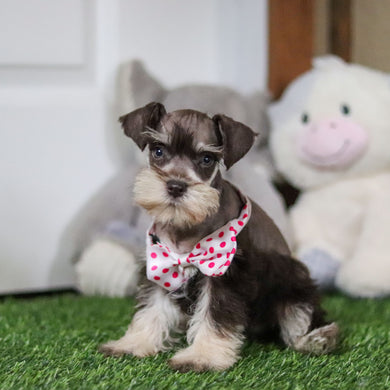 Alina - Available 10/8