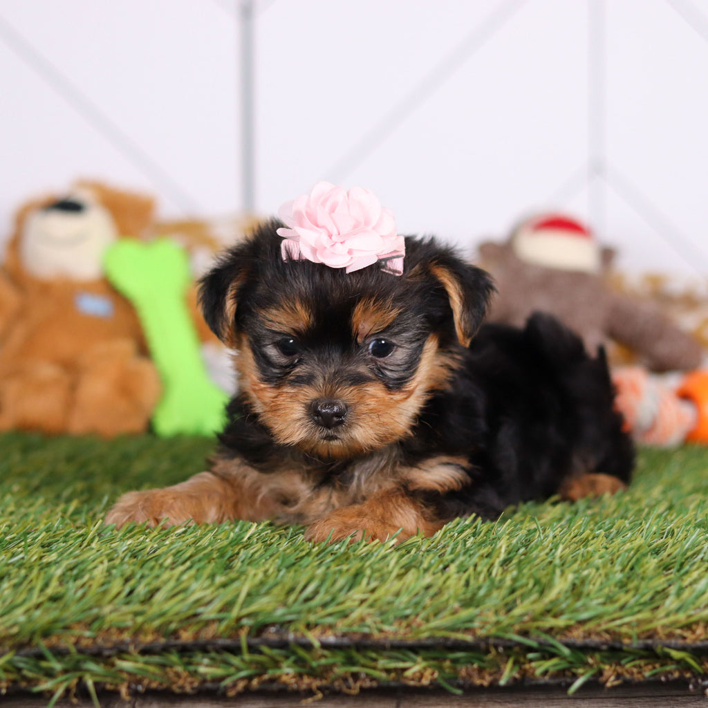 Rose - Available Now