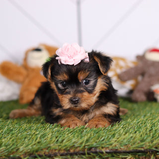 Rose - Available Now