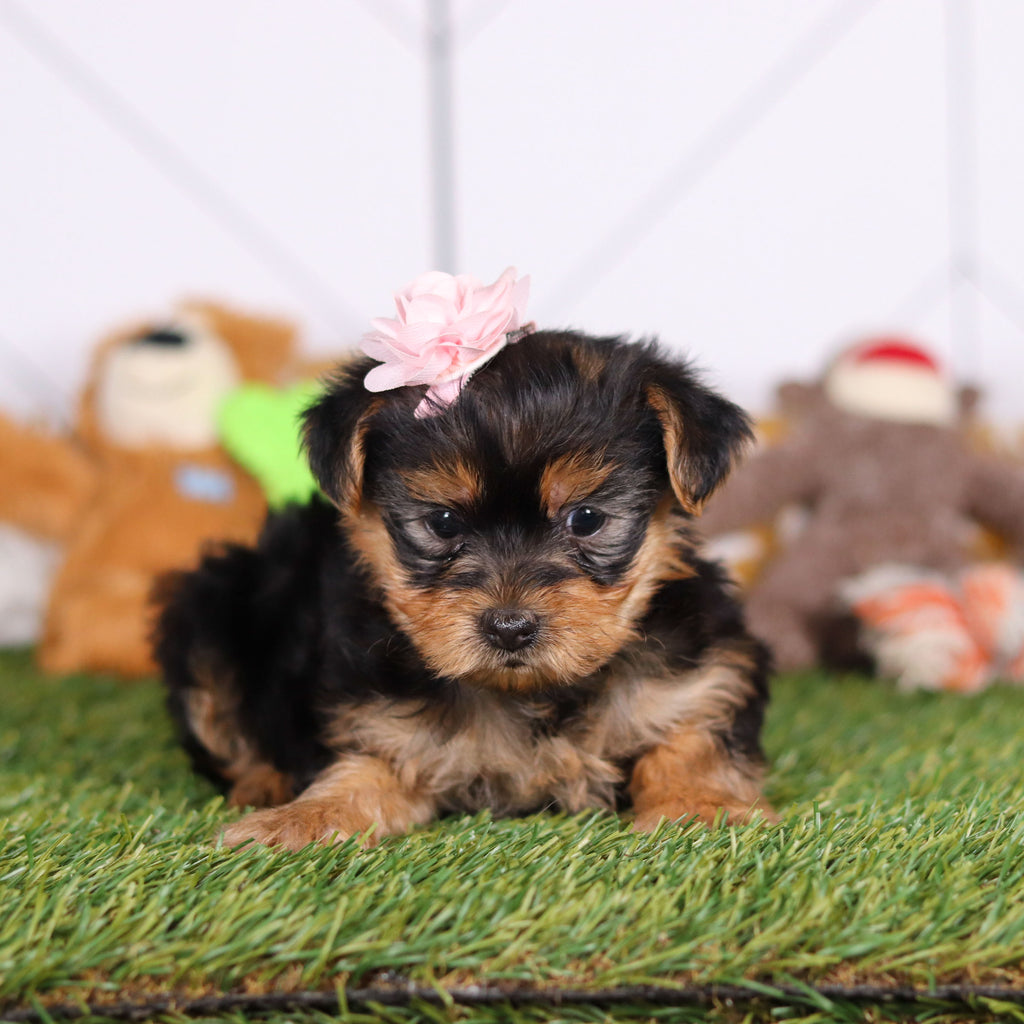 Rose - Available Now