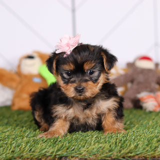 Rose - Available Now