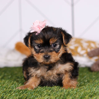 Rose - Available Now