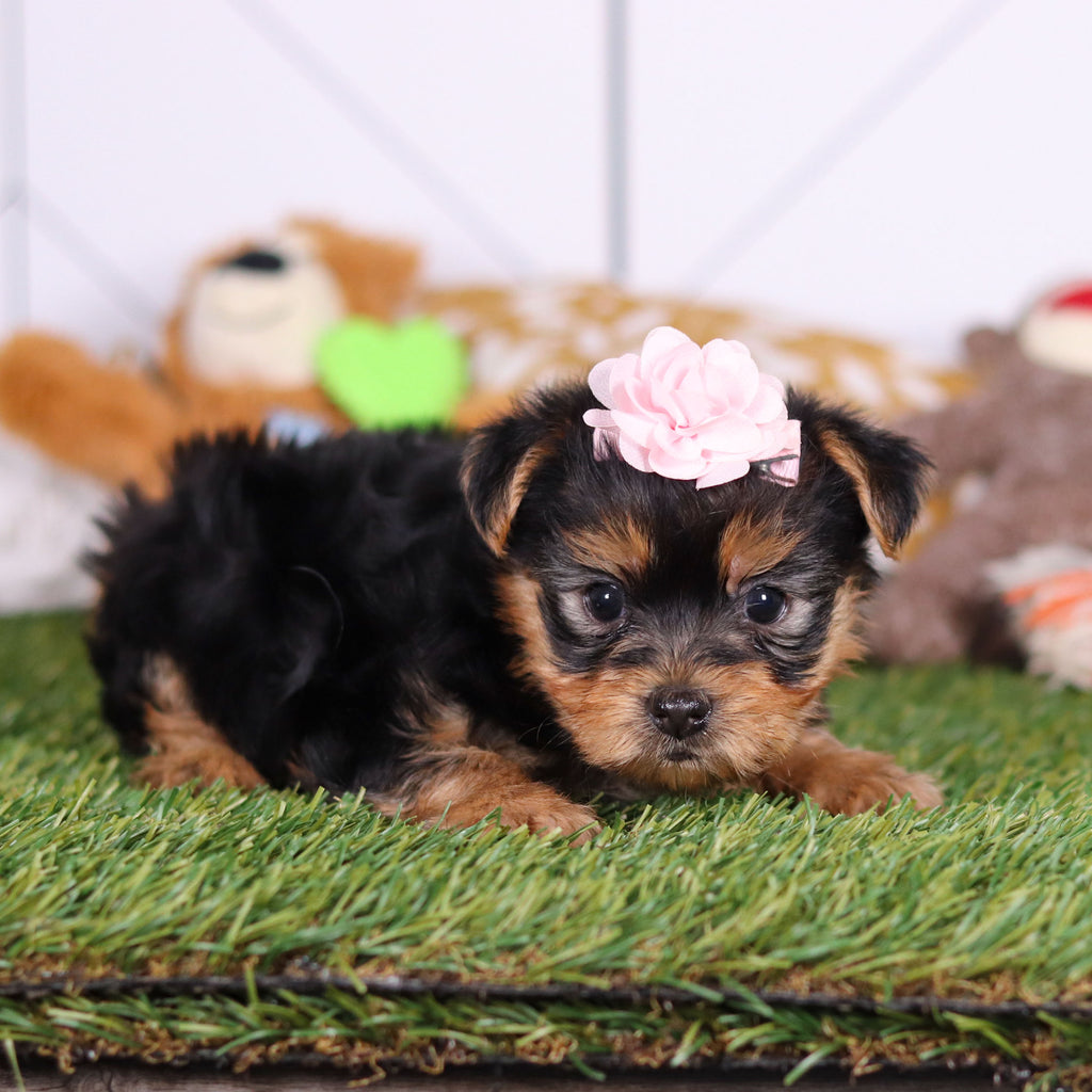 Rose - Available Now