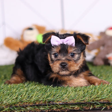 Lily - Available Now