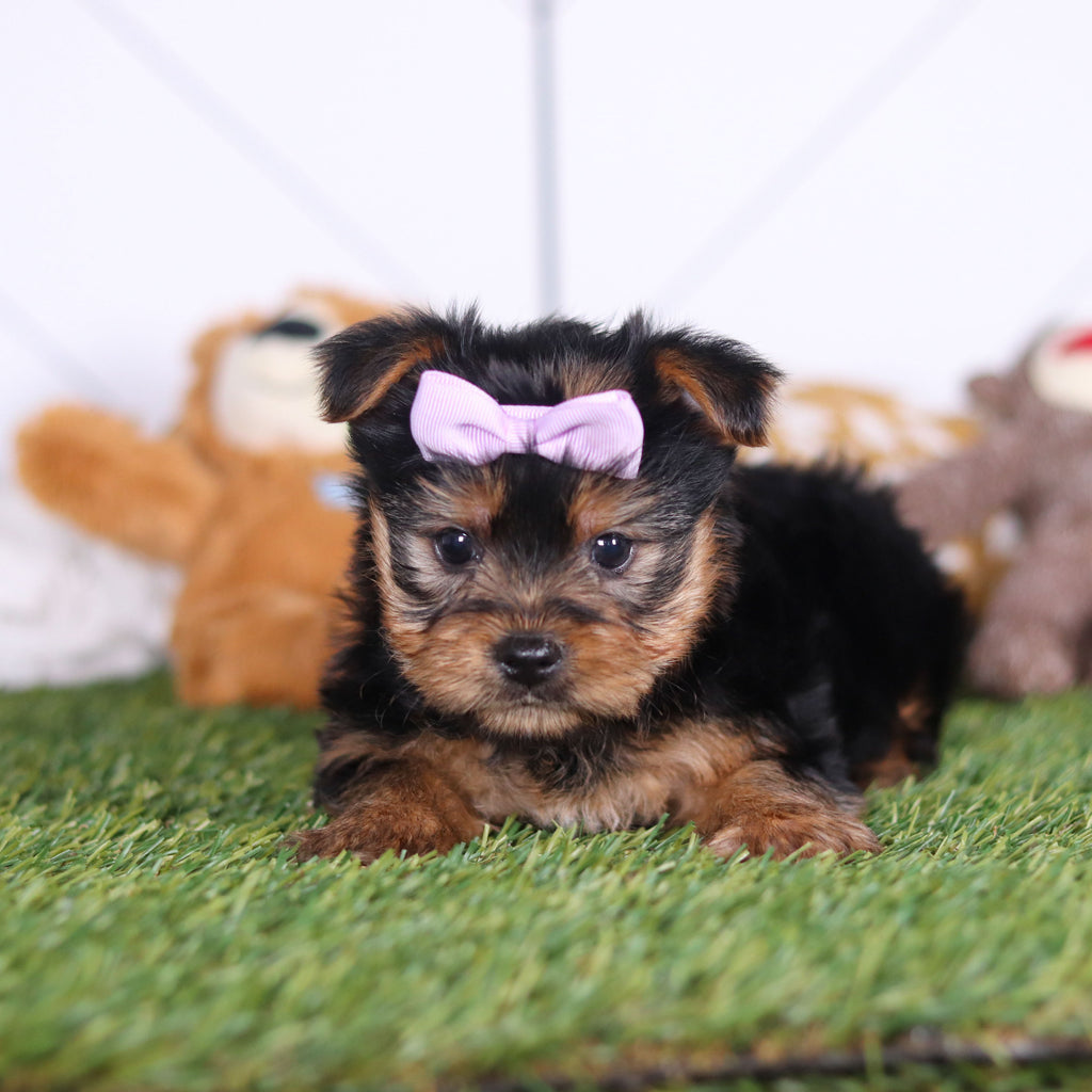 Lily - Available Now