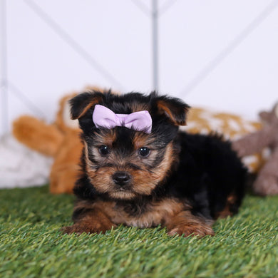 Lily - Available Now