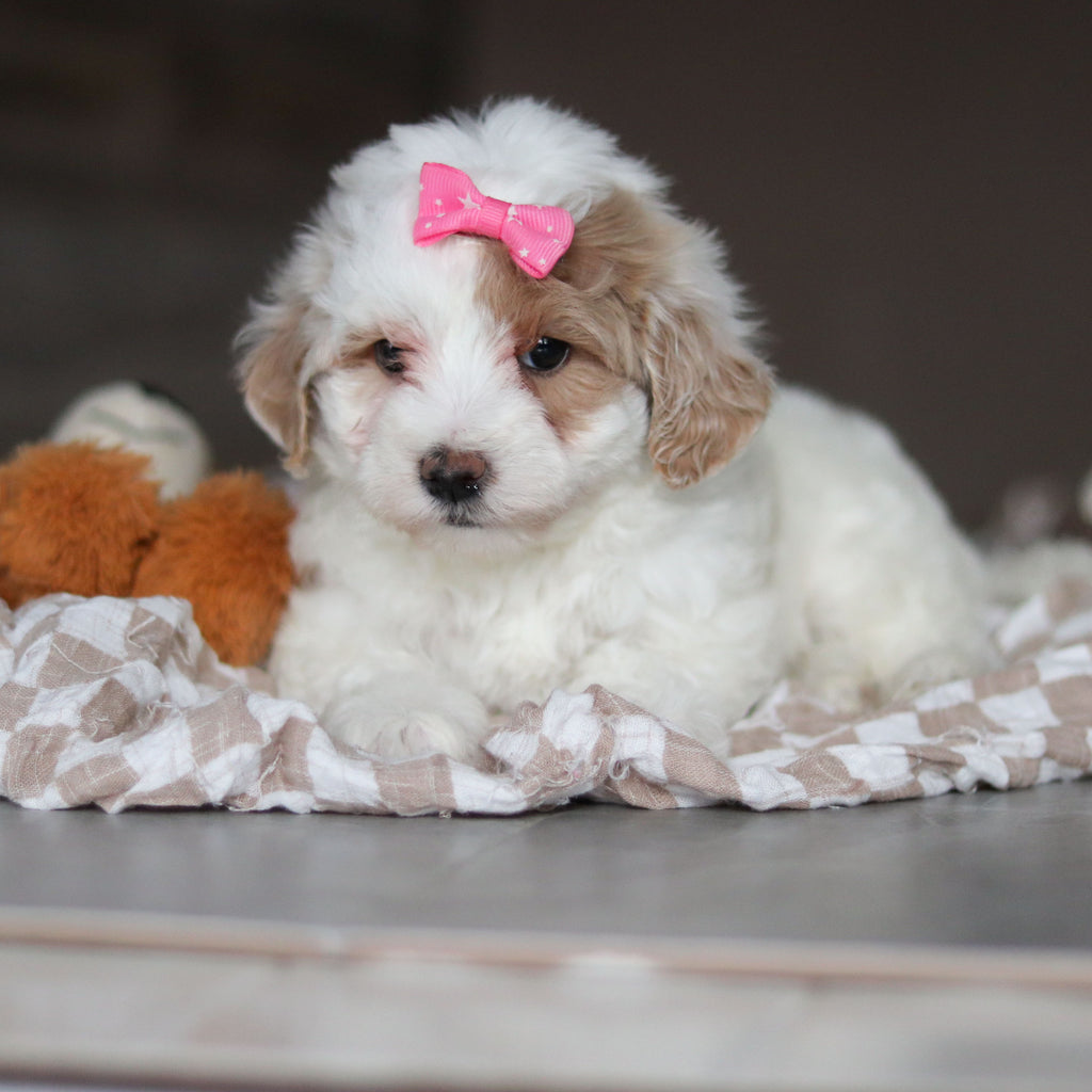 Hendrick - Available 3/19