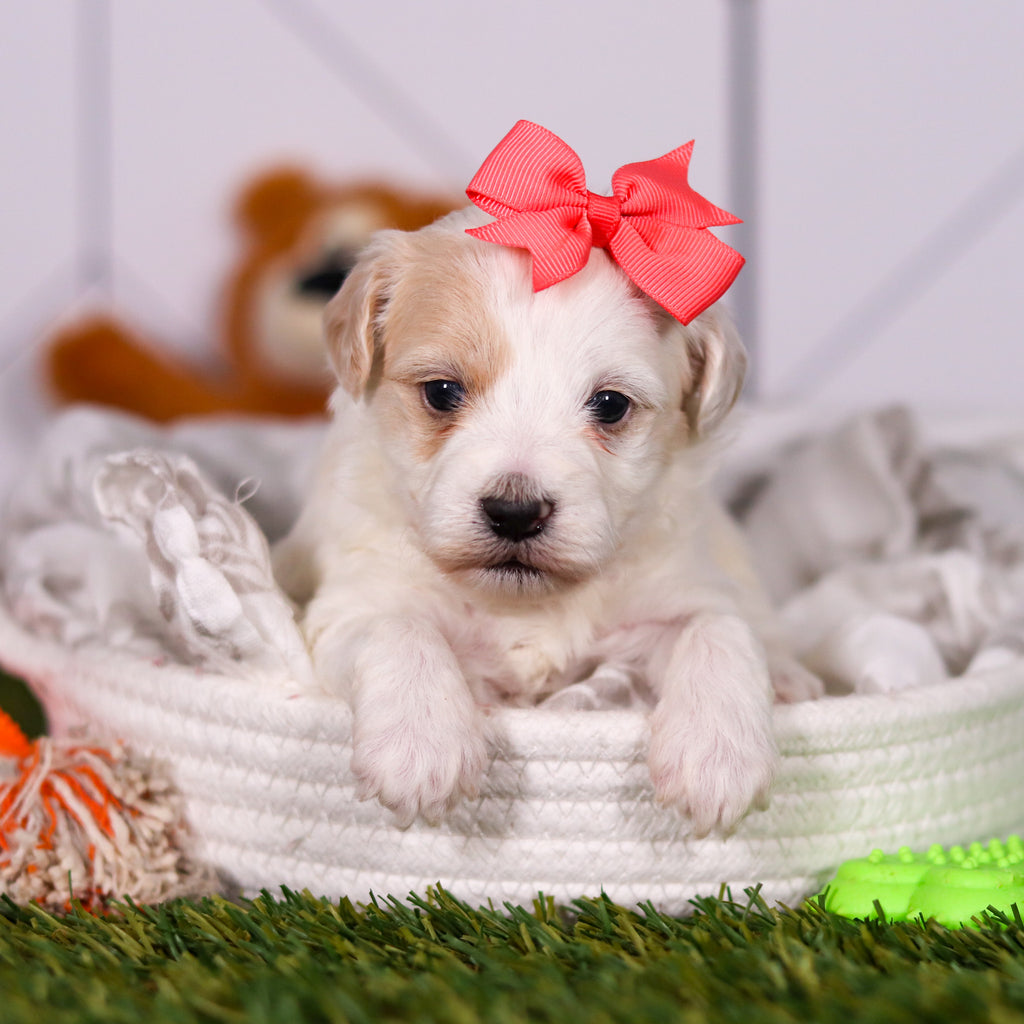 Holly - Available 3/19