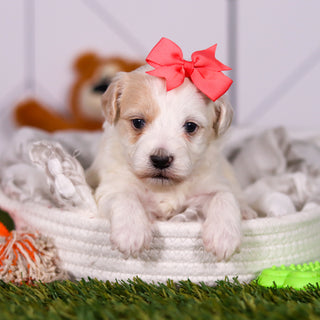 Holly - Available 3/19