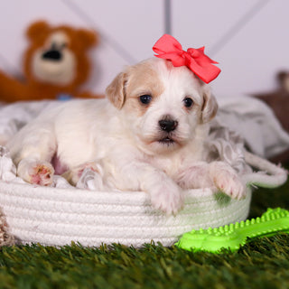 Holly - Available 3/19