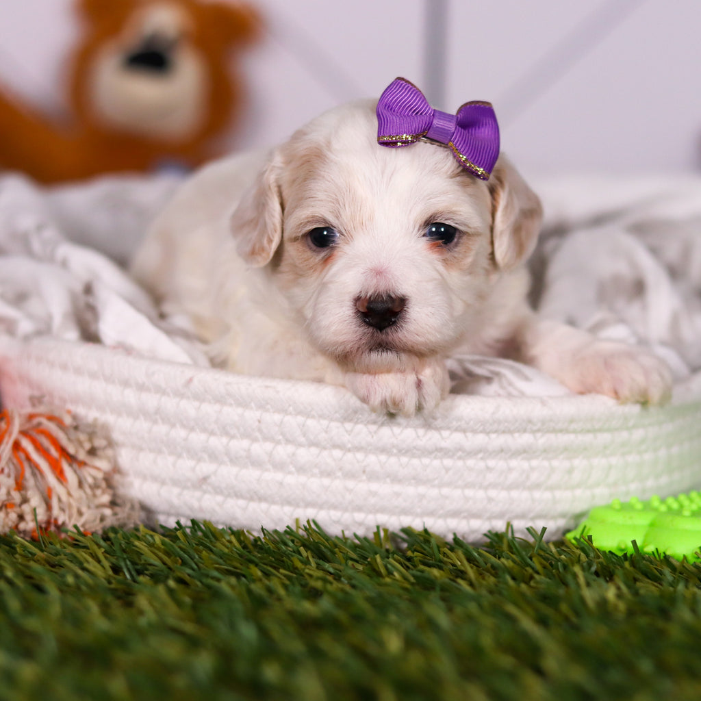 Helen - Available 3/19