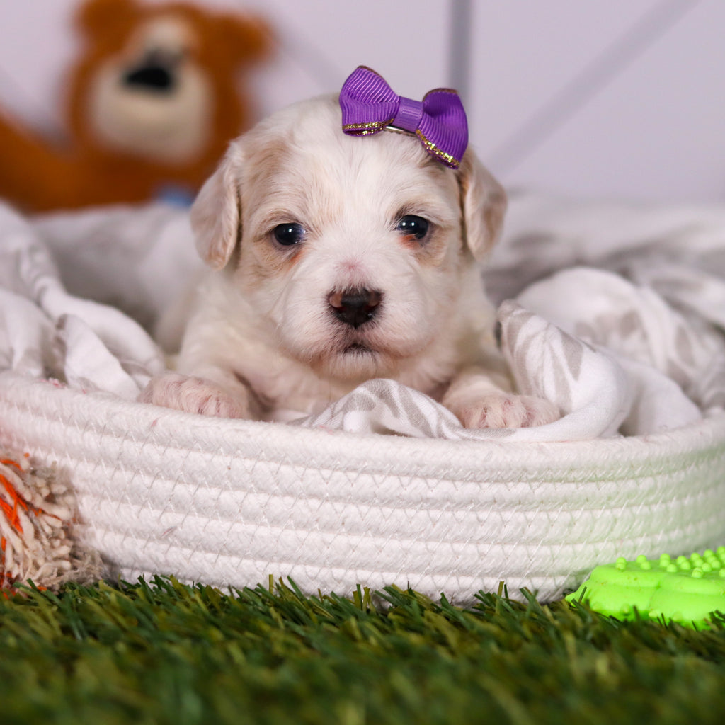 Helen - Available 3/19