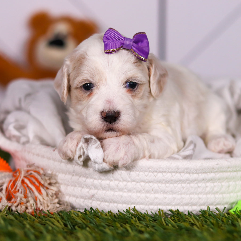 Helen - Available 3/19