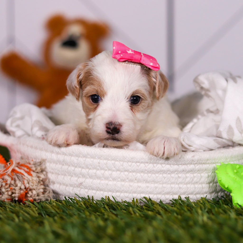 Hannah - Available 3/19