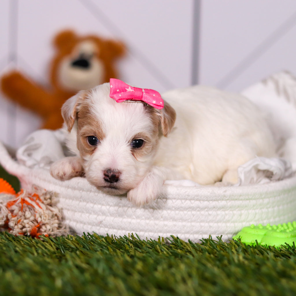 Hannah - Available 3/19