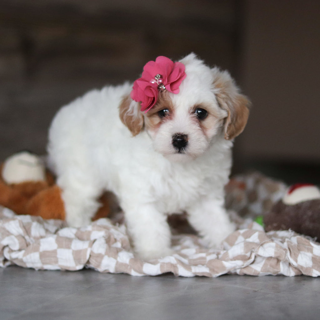 Hannah - Available 3/19