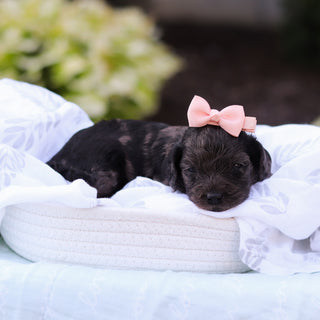Minnie