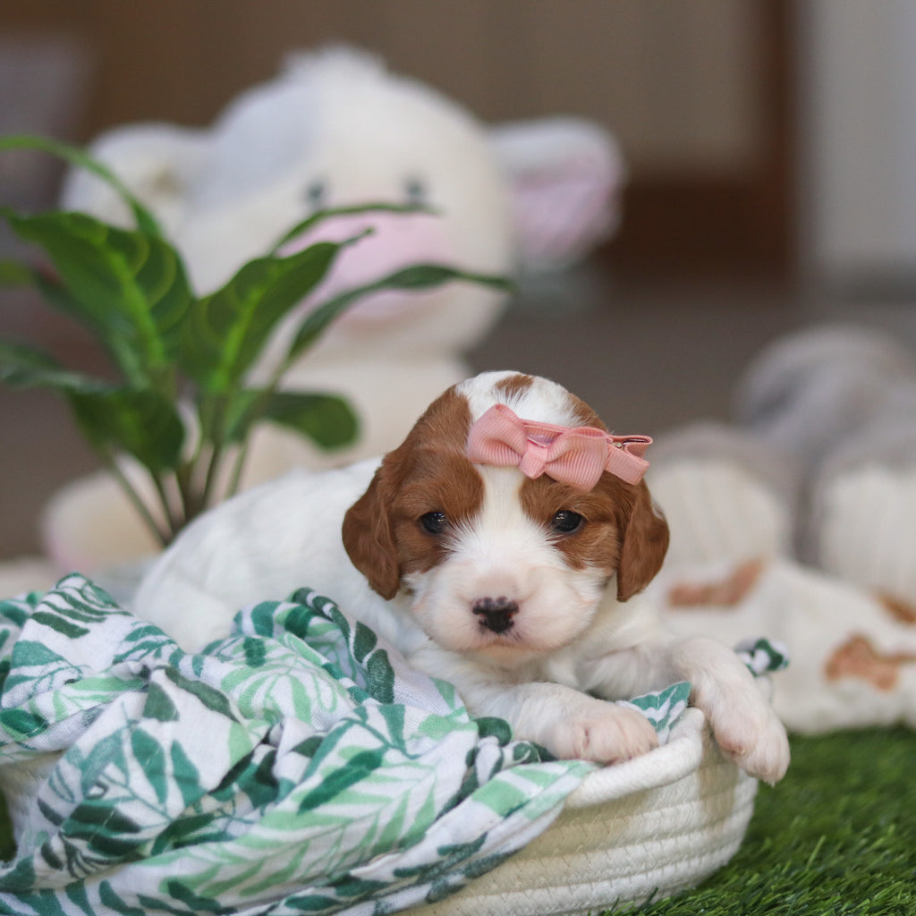 Reagan - Available 4/30