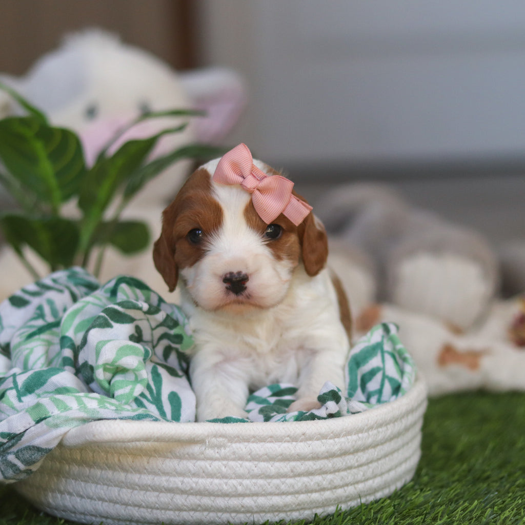 Reagan - Available 4/30