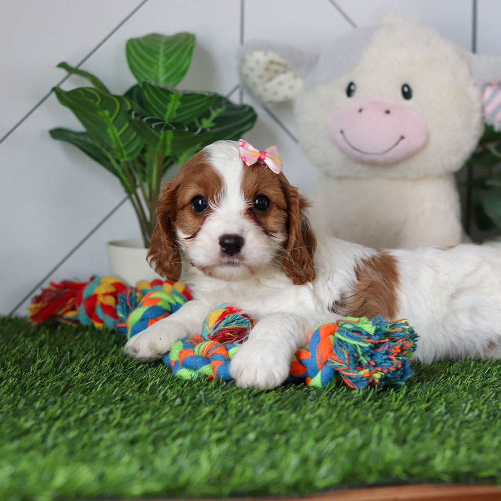 Reagan - Available 4/30