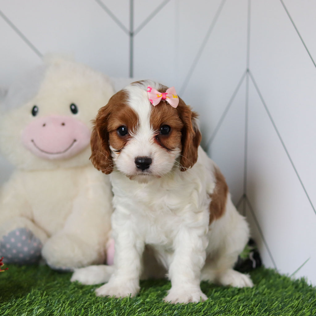 Reagan - Available 4/30