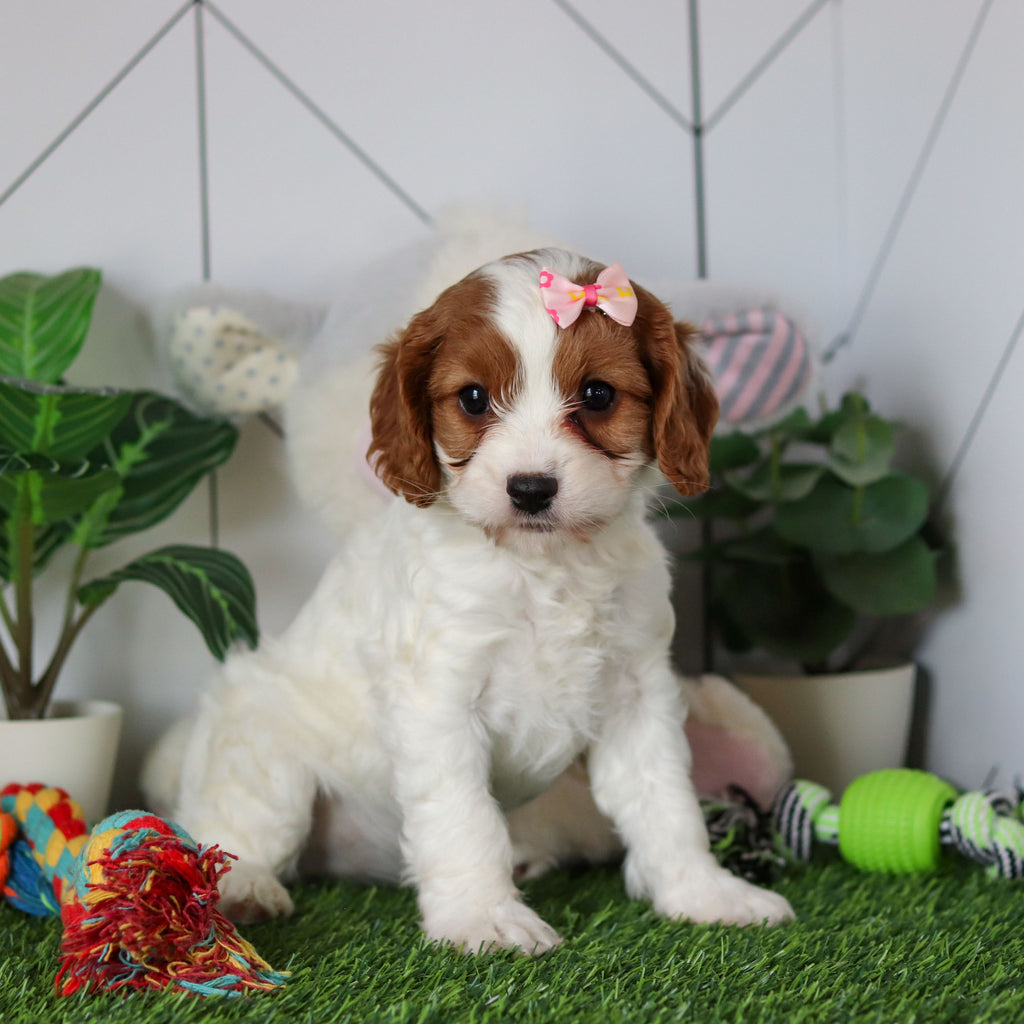 Reagan - Available 4/30