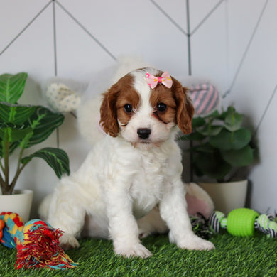 Reagan - Available 4/30