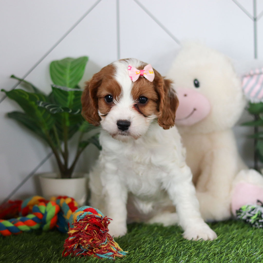 Reagan - Available 4/30