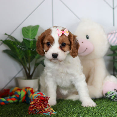 Reagan - Available 4/30