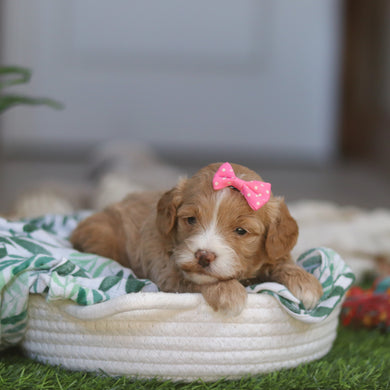 Miley - Available 4/30